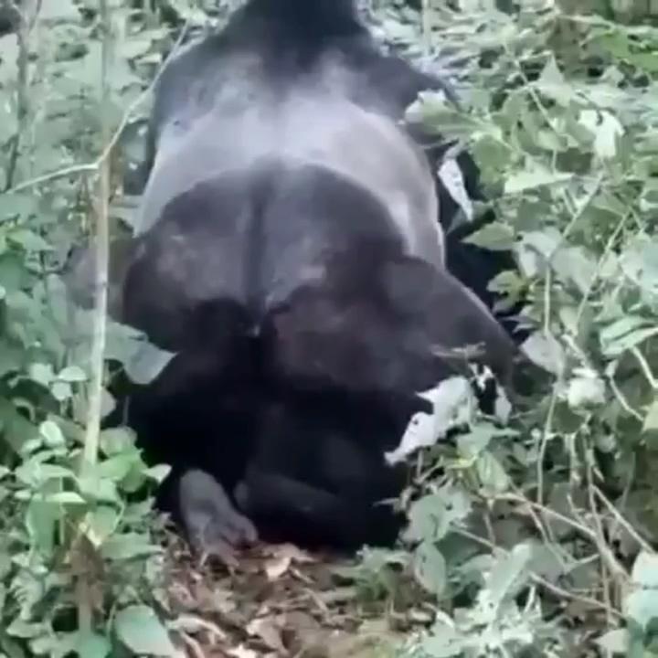 Ngintip Gorila Mesum Di Kebun